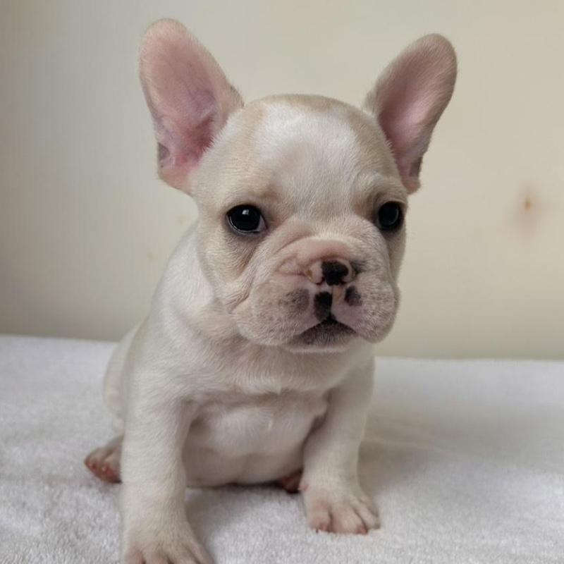 販売中の東京都のフレンチブルドッグ-420070