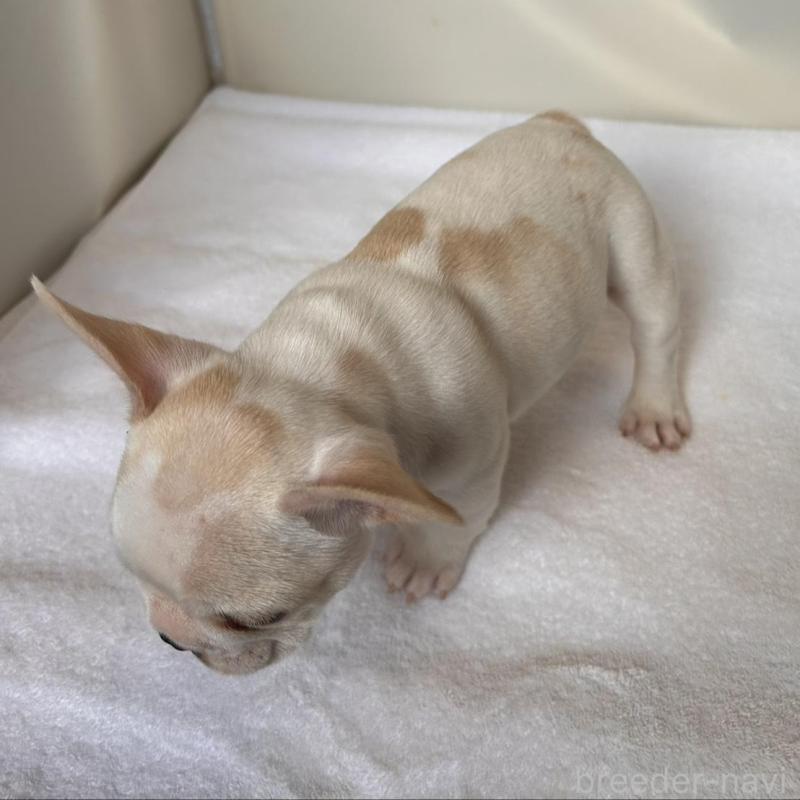 販売中の東京都のフレンチブルドッグ-420070の23枚目