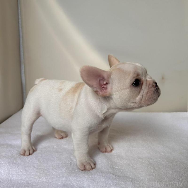 販売中の東京都のフレンチブルドッグ-420070の22枚目