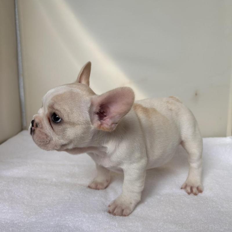 販売中の東京都のフレンチブルドッグ-420070の21枚目