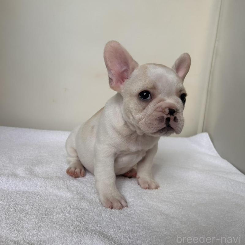 販売中の東京都のフレンチブルドッグ-420070の20枚目