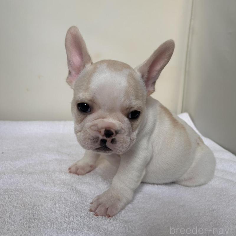 販売中の東京都のフレンチブルドッグ-420070の19枚目