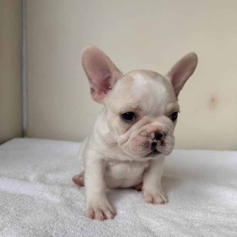 販売中の東京都のフレンチブルドッグ-420070の18枚目