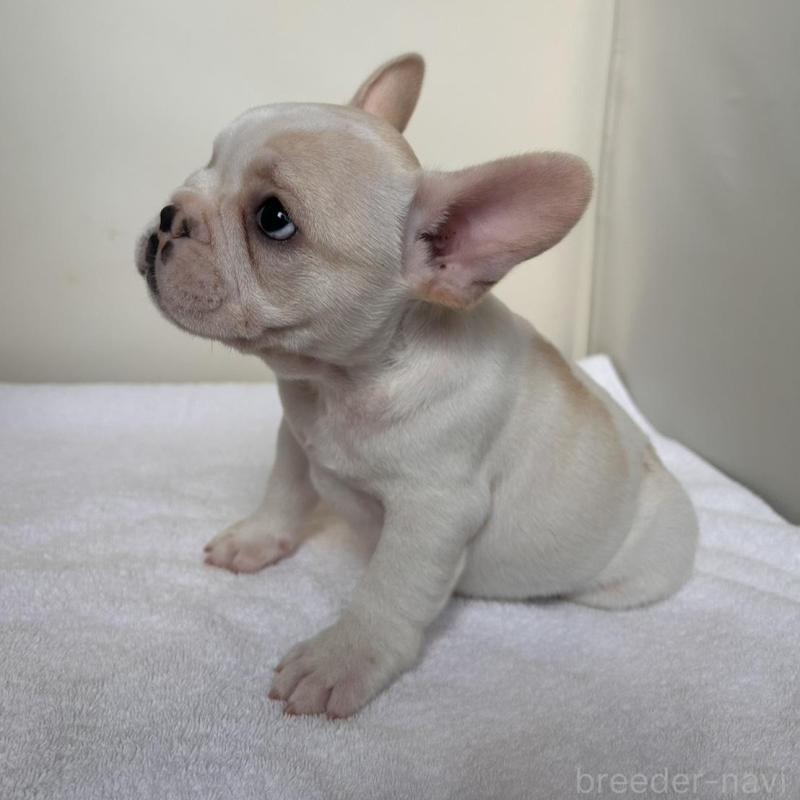 販売中の東京都のフレンチブルドッグ-420070の17枚目