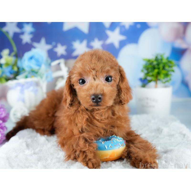 販売中の茨城県のトイプードル-423353の6枚目