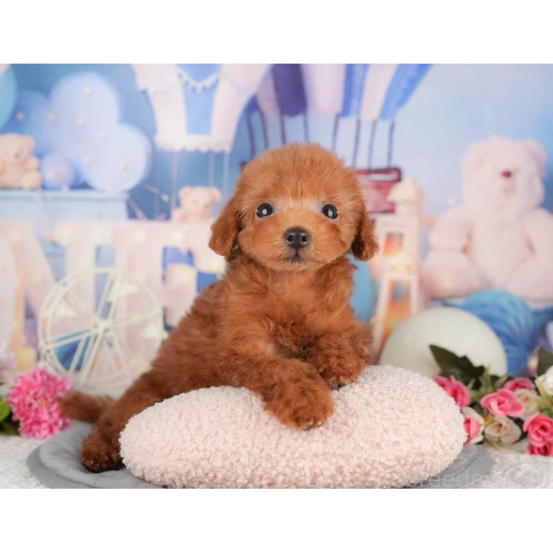 販売中の茨城県のトイプードル-423353の4枚目