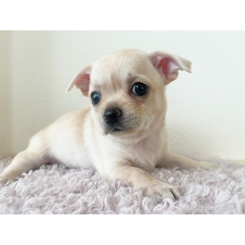 販売中の千葉県のチワワ(スムースコート)-423352の2枚目