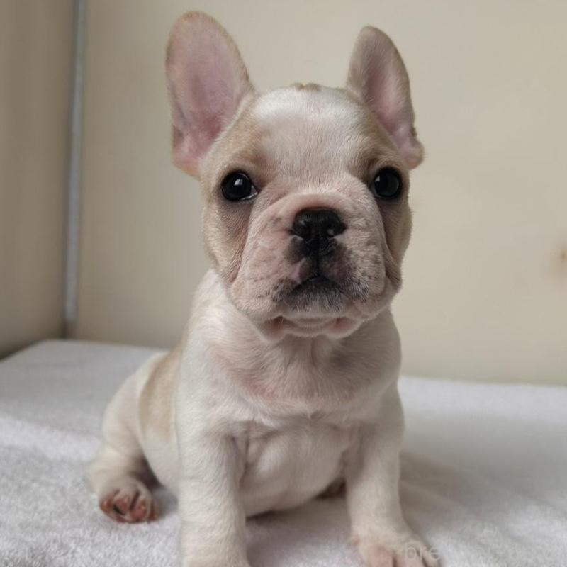 販売中の東京都のフレンチブルドッグ-420073