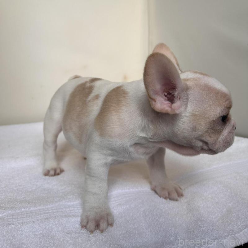 商談中の東京都のフレンチブルドッグ-420073の17枚目