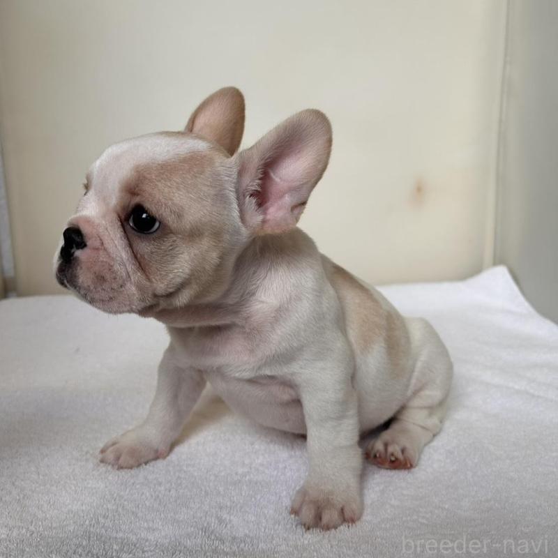 商談中の東京都のフレンチブルドッグ-420073の16枚目