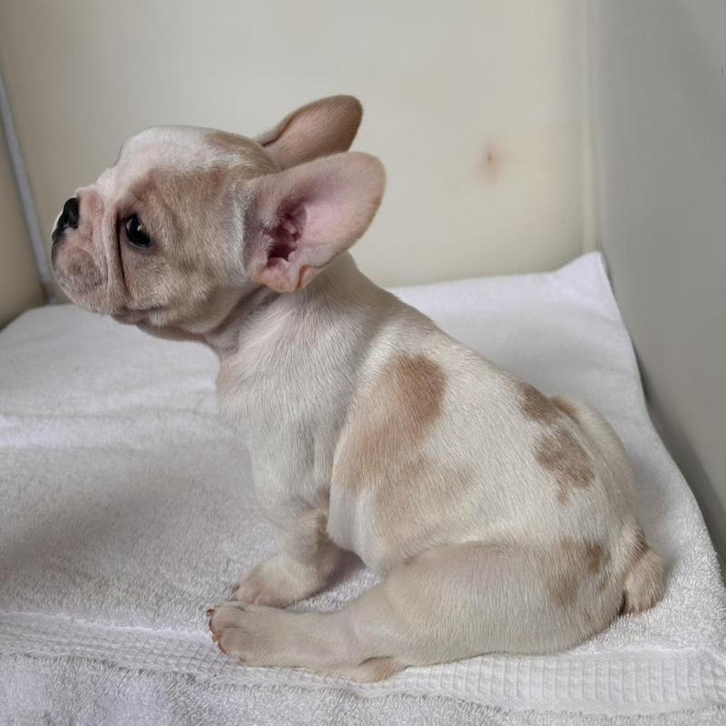 商談中の東京都のフレンチブルドッグ-420073の15枚目