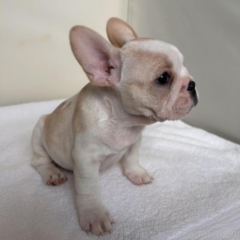 商談中の東京都のフレンチブルドッグ-420073の14枚目