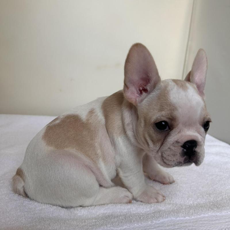 商談中の東京都のフレンチブルドッグ-420073の13枚目