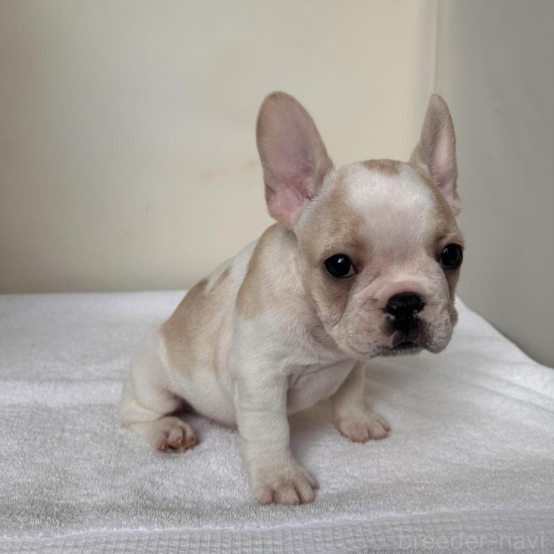 商談中の東京都のフレンチブルドッグ-420073の11枚目