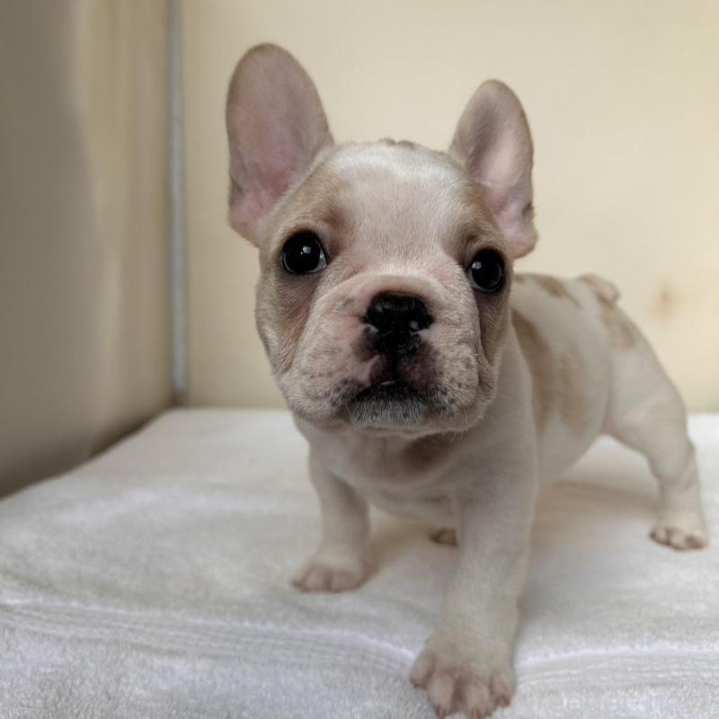 商談中の東京都のフレンチブルドッグ-420073の10枚目