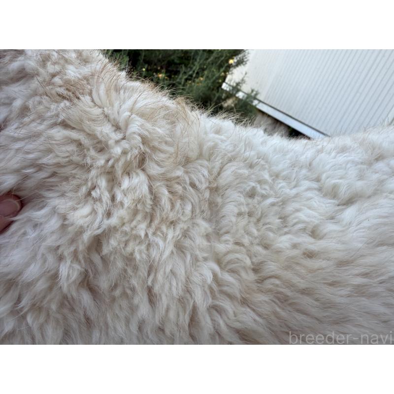 ソックスちゃん1枚目