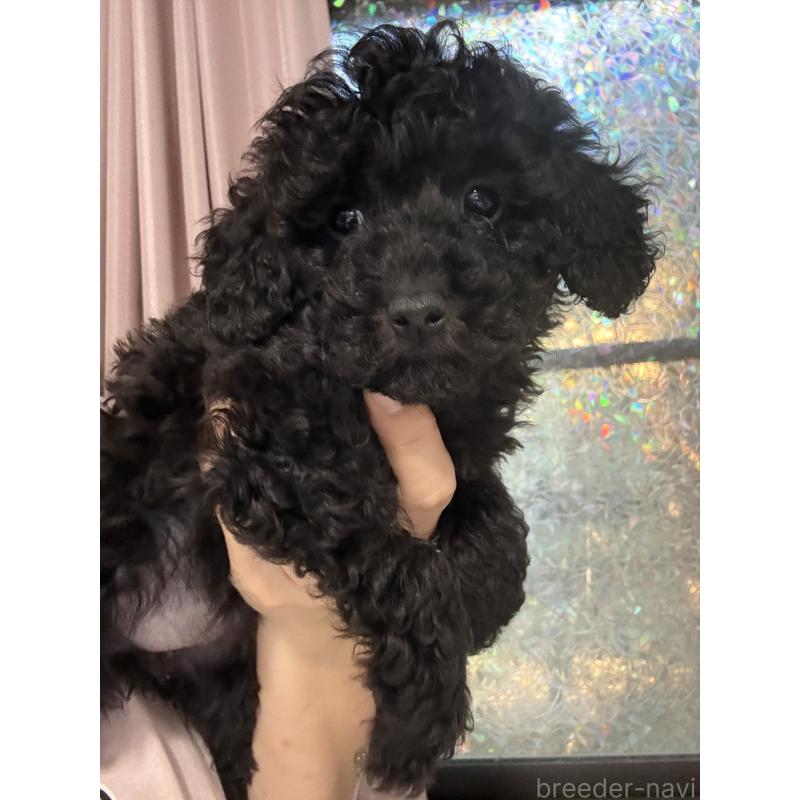 販売中の茨城県のトイプードル-421000の5枚目