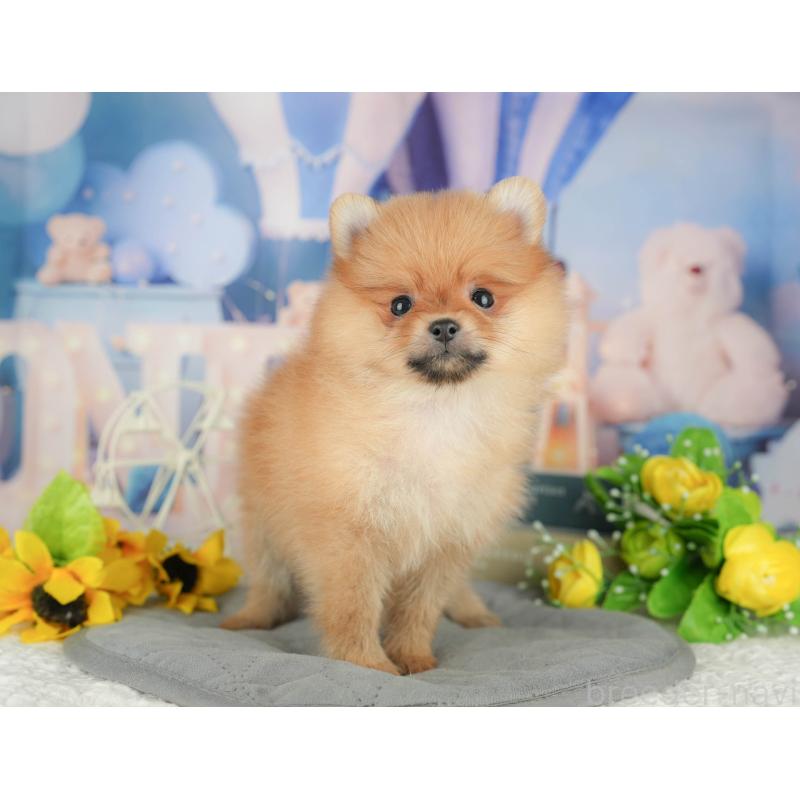 販売中の茨城県のポメラニアン-423354の7枚目