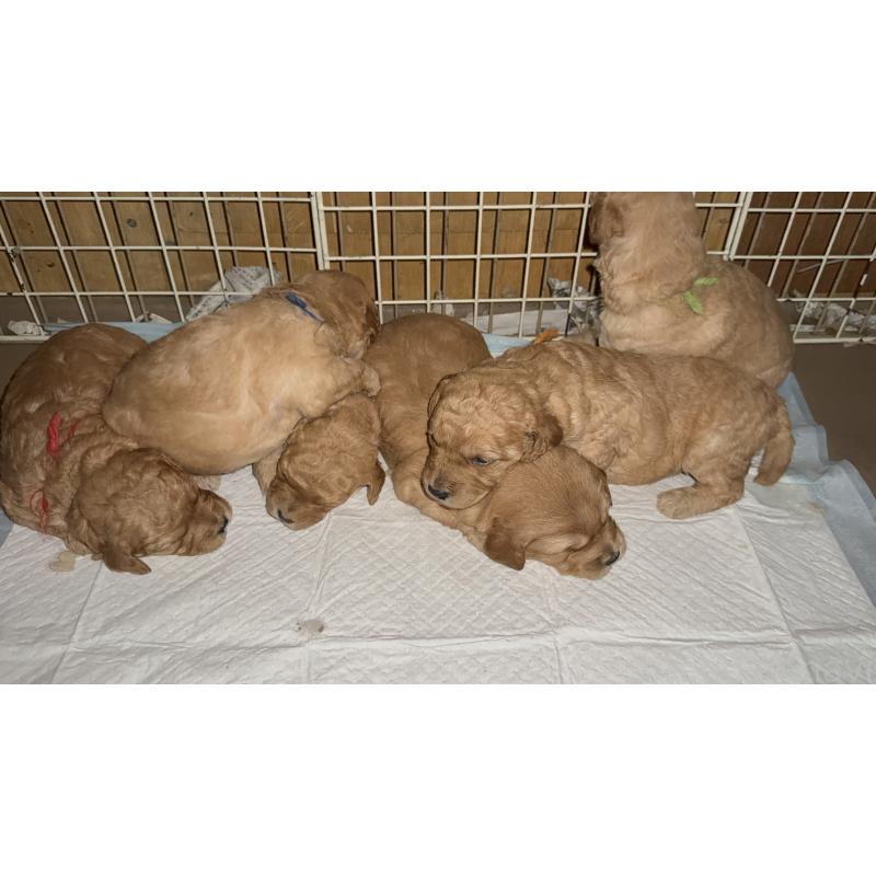 販売中の埼玉県のゴールデンドゥードル:ゴールデンレトリーバー×プードル-423525の4枚目