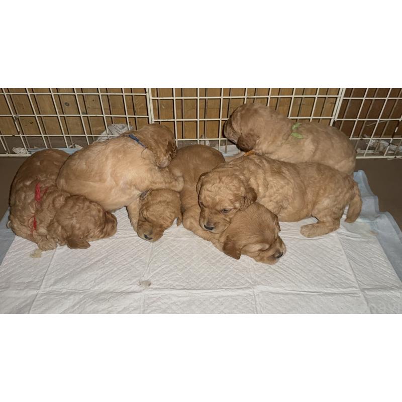 販売中の埼玉県のゴールデンドゥードル:ゴールデンレトリーバー×プードル-423525の3枚目