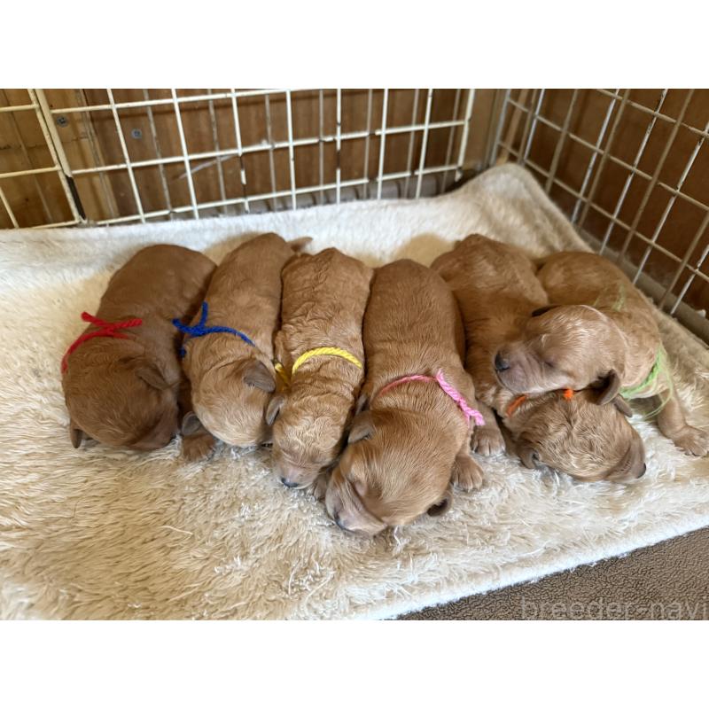 販売中の埼玉県のゴールデンドゥードル:ゴールデンレトリーバー×プードル-423525の2枚目