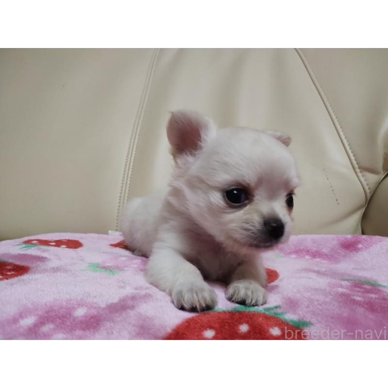 販売中の愛知県のチワワ(ロングコート)-423367の5枚目