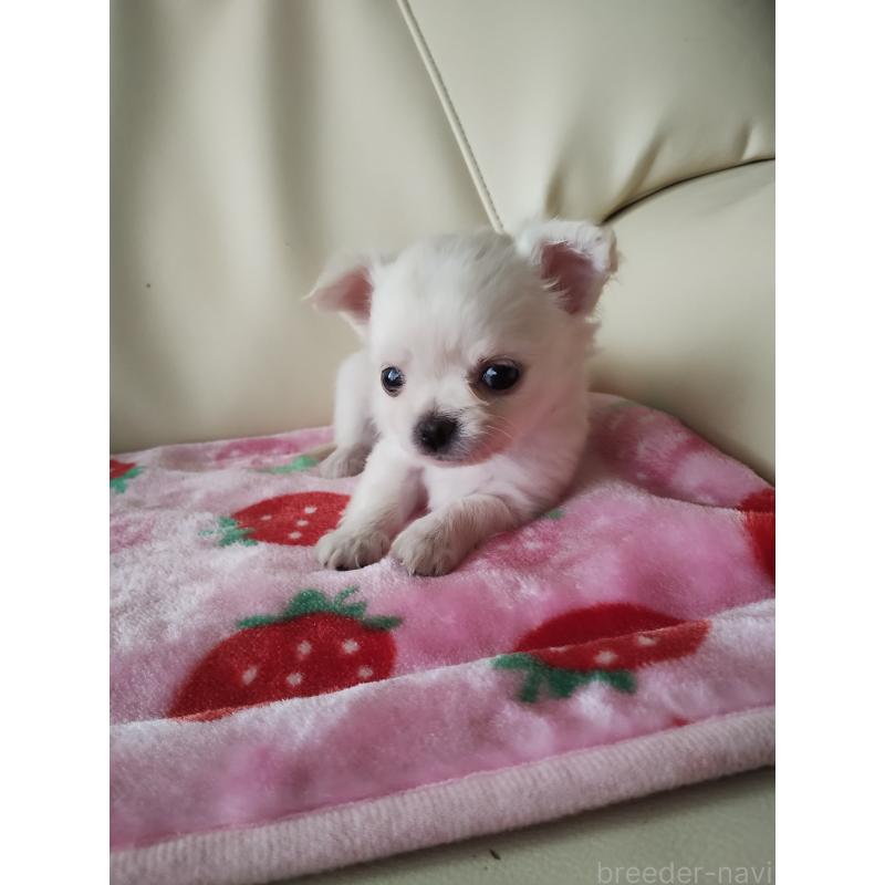 販売中の愛知県のチワワ(ロングコート)-423367の4枚目