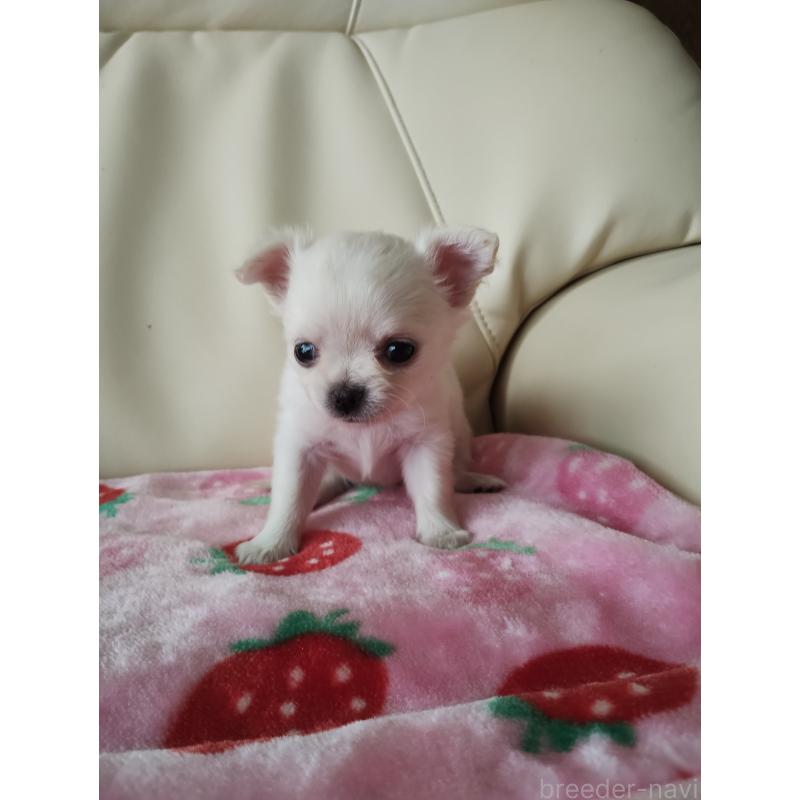 販売中の愛知県のチワワ(ロングコート)-423367の3枚目