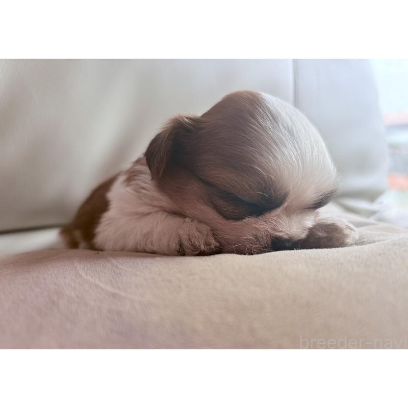 販売中の茨城県のシーズー-423355の5枚目