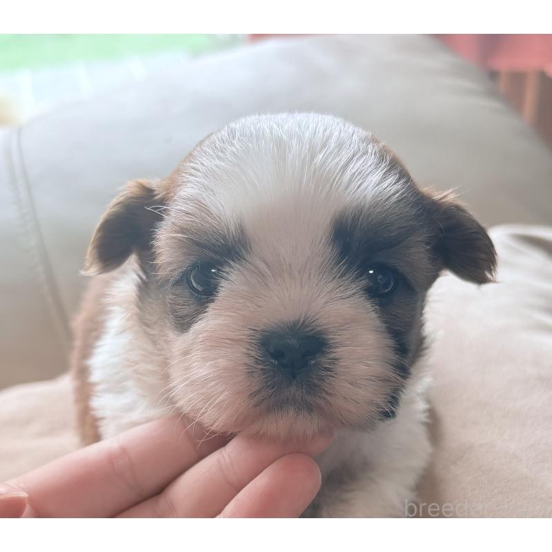 販売中の茨城県のシーズー-423355の4枚目