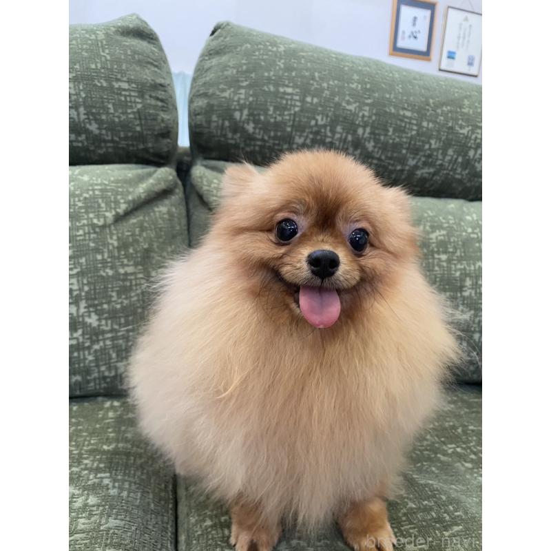 販売中の福岡県のポメラニアン-423359の4枚目