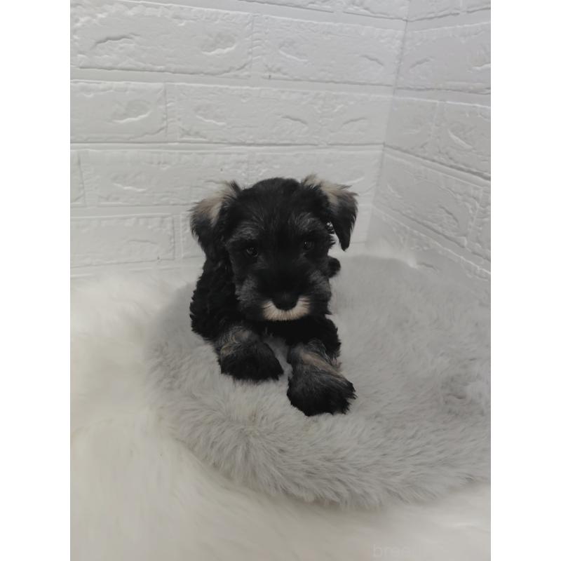 販売中の岡山県のミニチュアシュナウザー-423356の15枚目