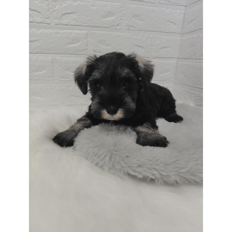 販売中の岡山県のミニチュアシュナウザー-423356の14枚目