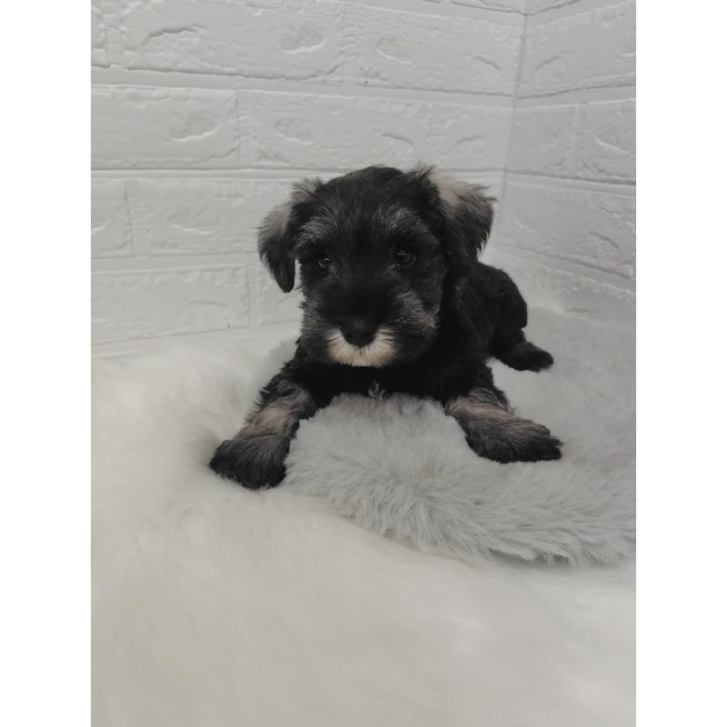 販売中の岡山県のミニチュアシュナウザー-423356の11枚目