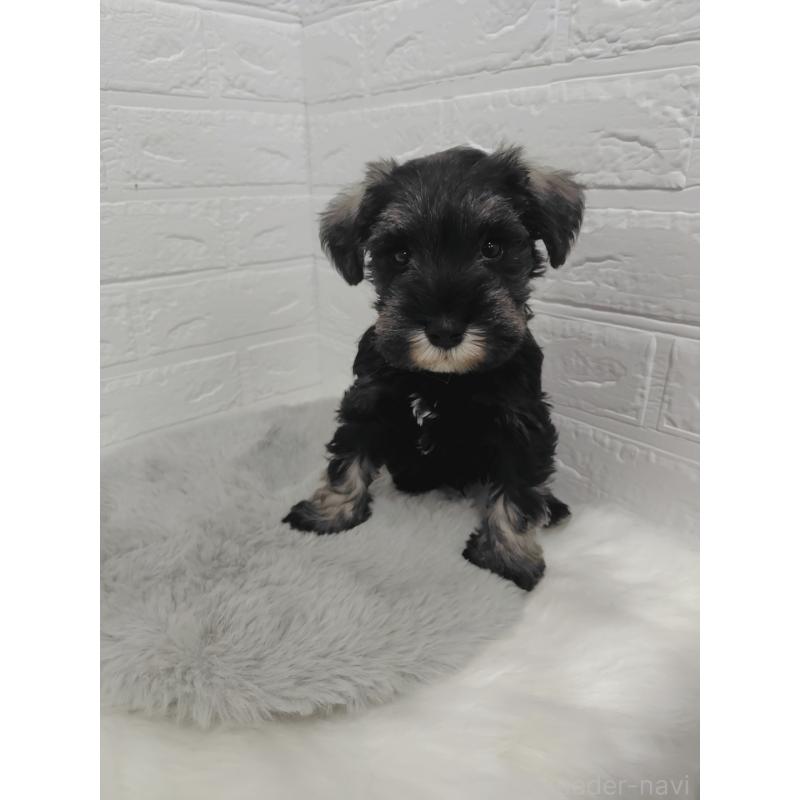 販売中の岡山県のミニチュアシュナウザー-423356の10枚目