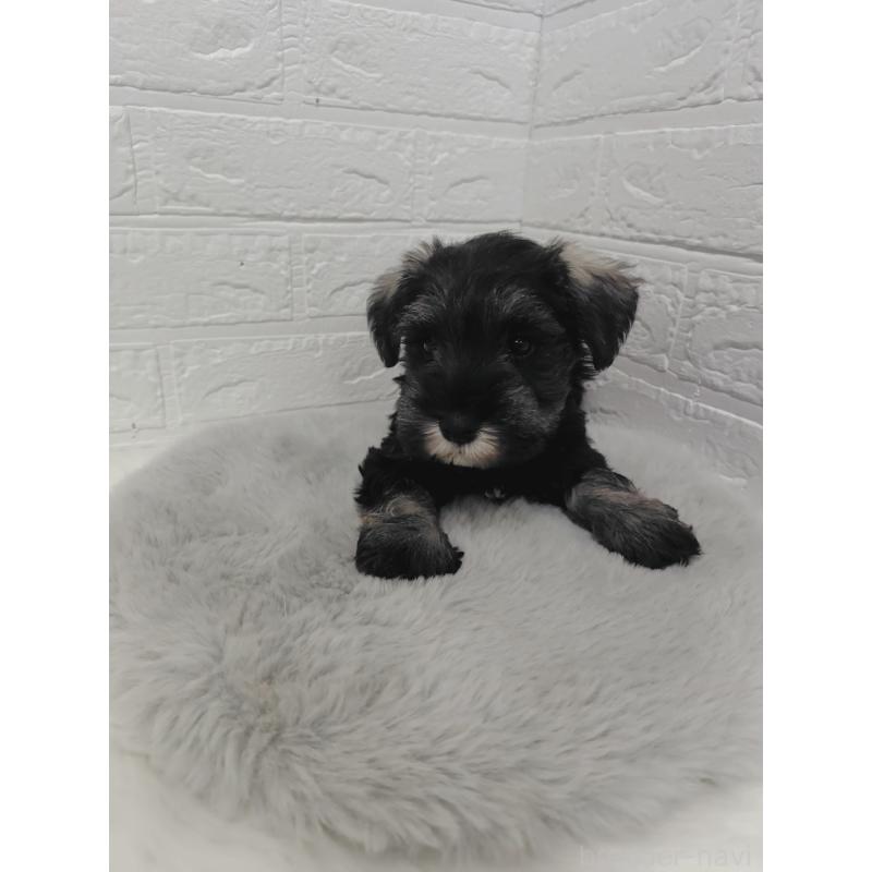 販売中の岡山県のミニチュアシュナウザー-423356の6枚目