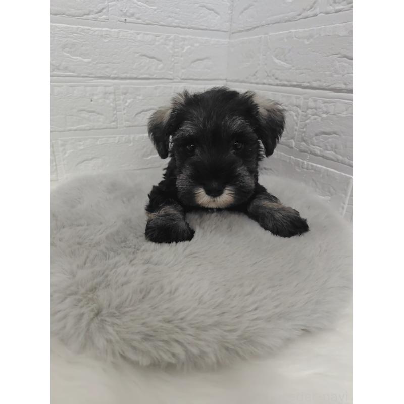 販売中の岡山県のミニチュアシュナウザー-423356の5枚目