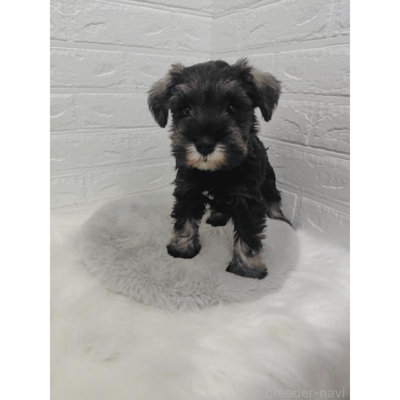 販売中の岡山県のミニチュアシュナウザー-423356の4枚目