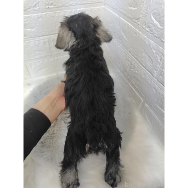 販売中の岡山県のミニチュアシュナウザー-423356の3枚目