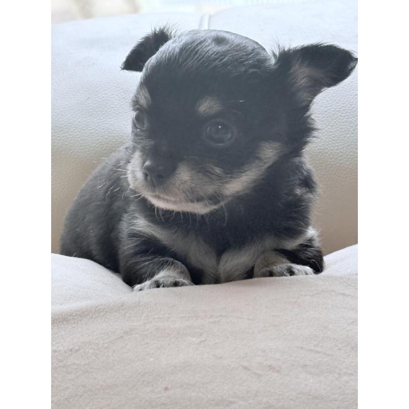 販売中の茨城県のチワワ(ロングコート)-423357の5枚目