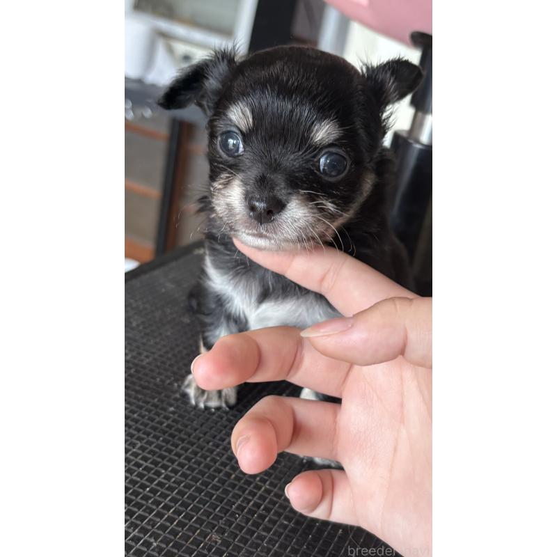 販売中の茨城県のチワワ(ロングコート)-423357の2枚目