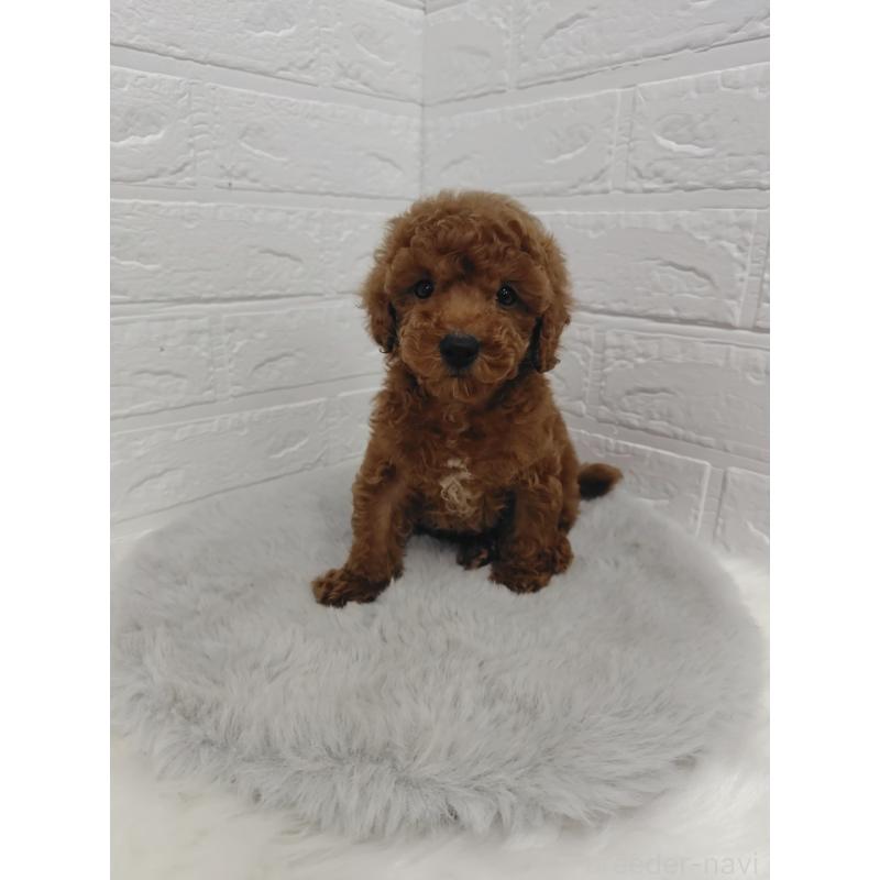 販売中の岡山県のタイニープードル-423358の13枚目