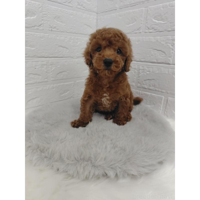 販売中の岡山県のタイニープードル-423358の12枚目