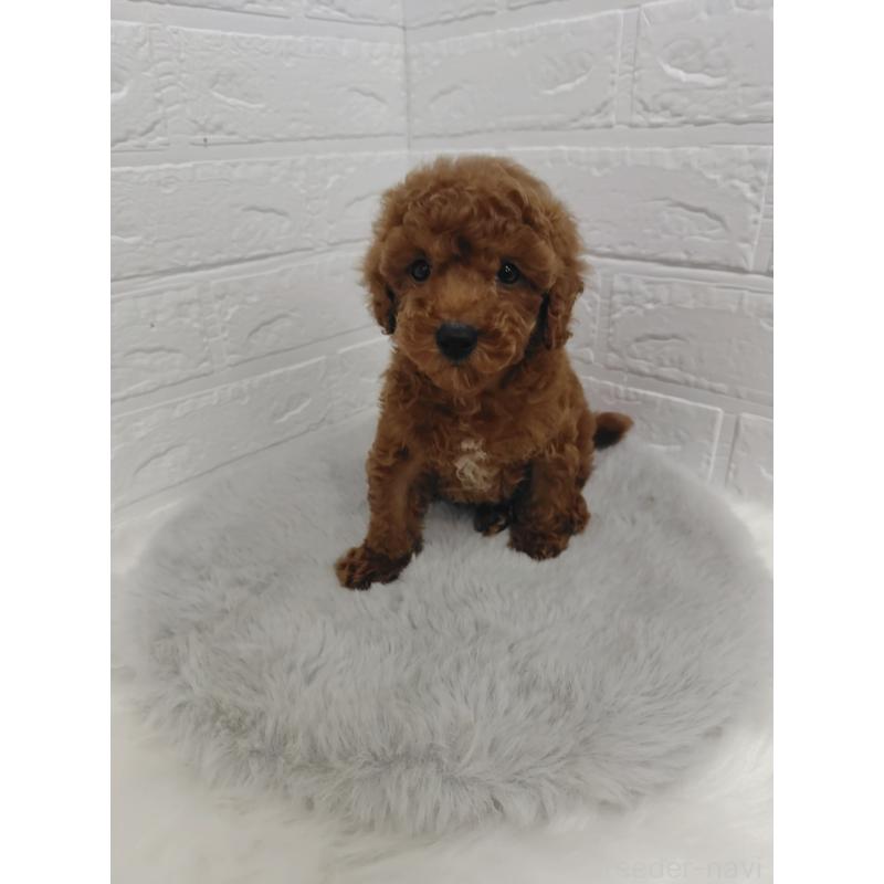 販売中の岡山県のタイニープードル-423358の11枚目