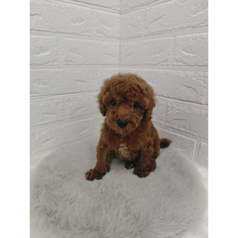 販売中の岡山県のタイニープードル-423358の9枚目