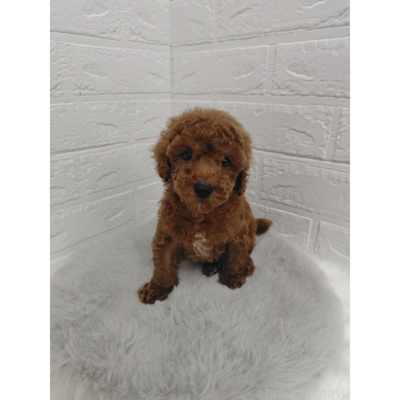 販売中の岡山県のタイニープードル-423358の8枚目