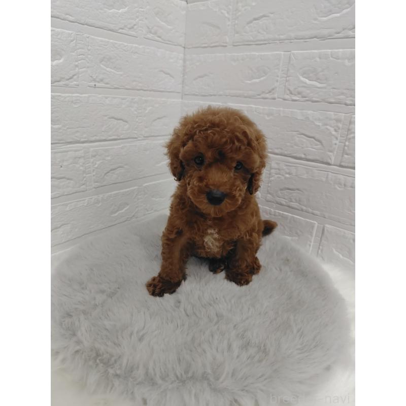 販売中の岡山県のタイニープードル-423358の7枚目