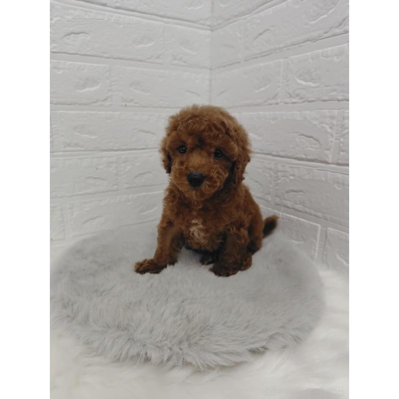 販売中の岡山県のタイニープードル-423358の6枚目