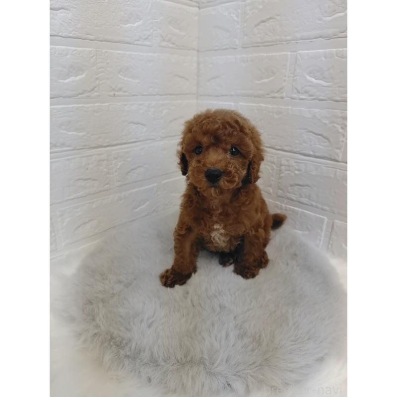 販売中の岡山県のタイニープードル-423358の5枚目