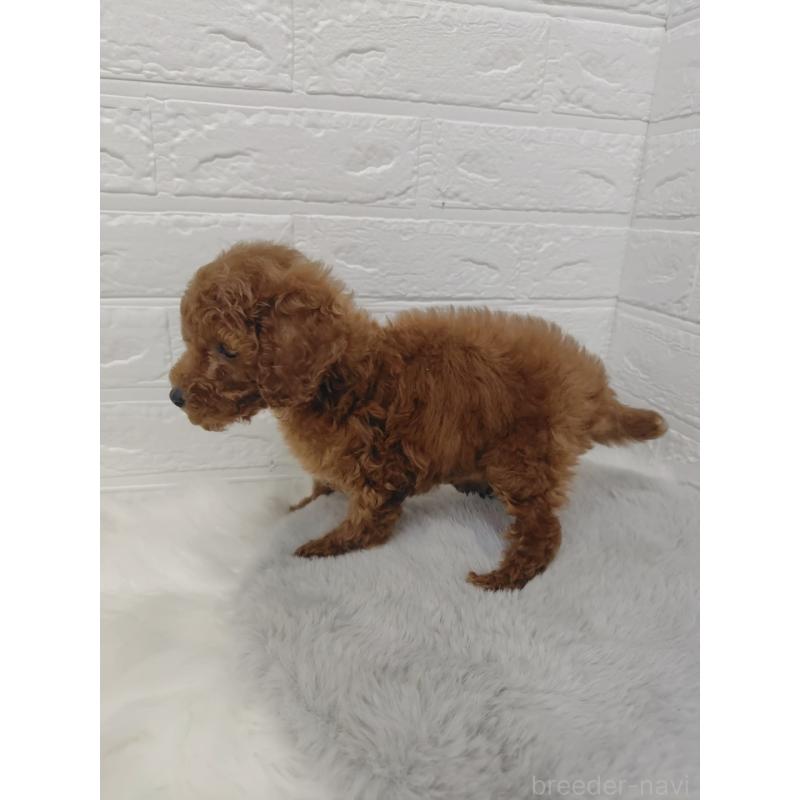 販売中の岡山県のタイニープードル-423358の4枚目